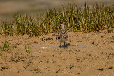Bird perching on a field