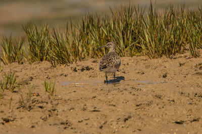 Bird perching on a field