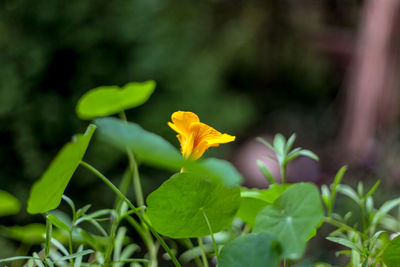 Close-up of yellow flowering plant