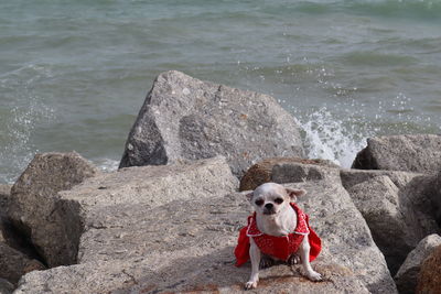 Dog on rock at beach