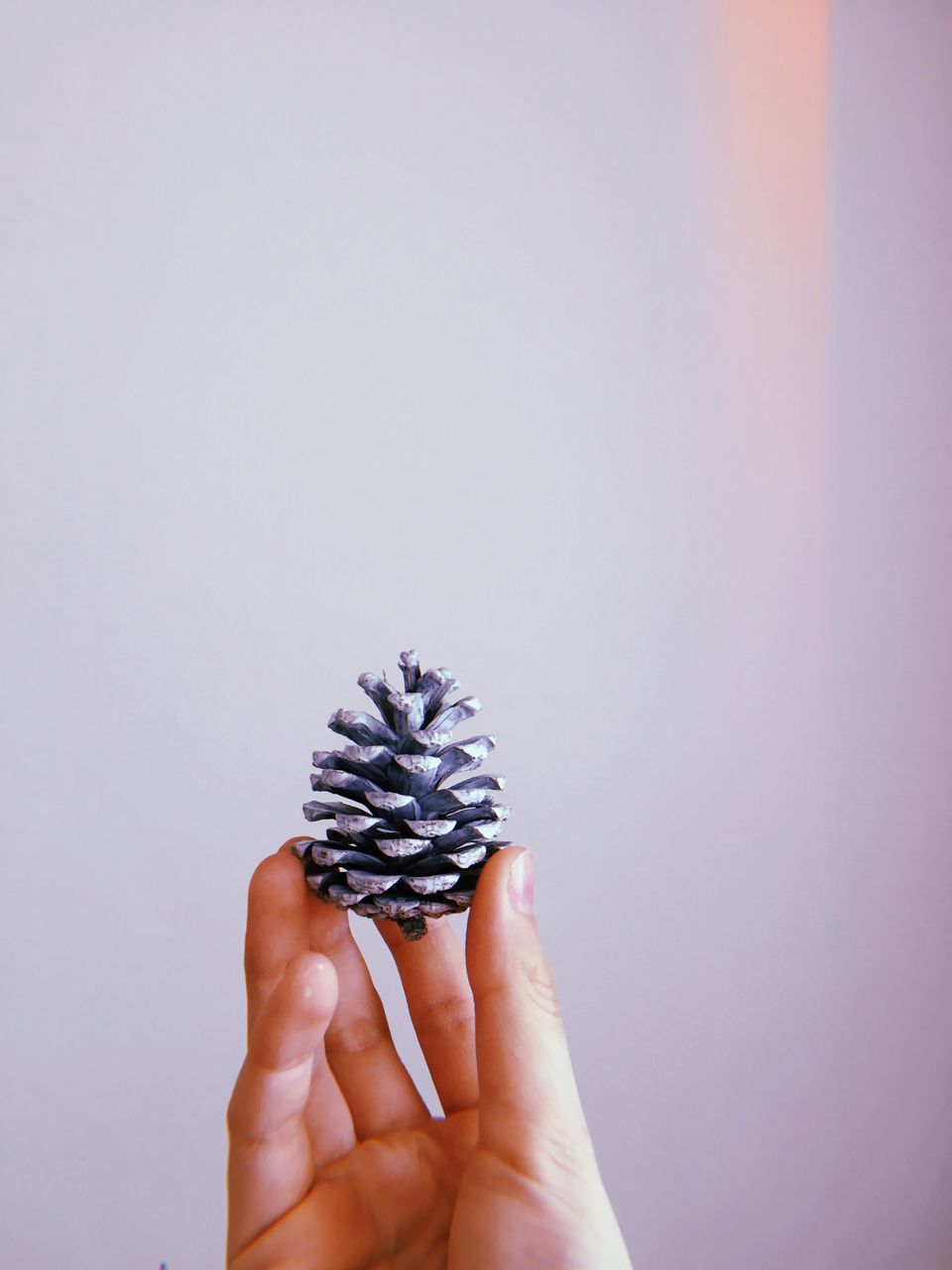 human hand, hand, holding, one person, studio shot, human body part, copy space, finger, human finger, body part, close-up, personal perspective, indoors, flower, unrecognizable person, pine cone, nature, white background, freshness, purple, human limb