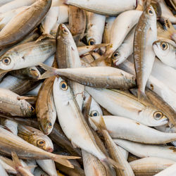 High angle view of fish for sale