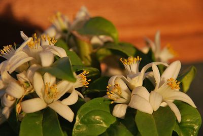 Close-up of white flowering plants