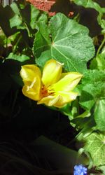 Close-up of yellow flowers