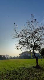 Tree on field against sky