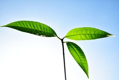 Low angle view of green leaves against blue sky