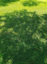 Full frame shot of grass on field