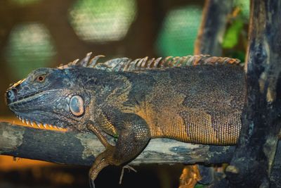 Close-up of iguana