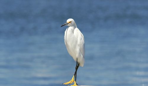 View of bird perching on post against sea