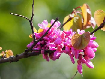 Close-up of pink flowering plant