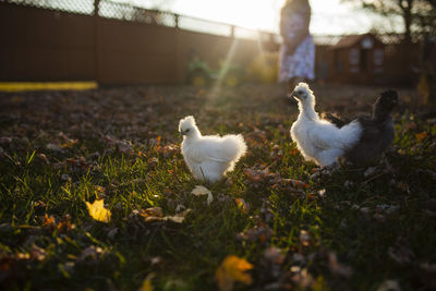 Baby chickens in farm during sunset