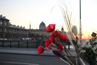 Close-up of red flowering plant in city against sky