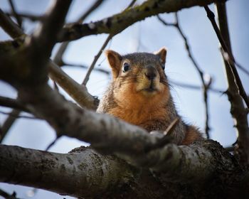 Low angle view of squirrel on tree