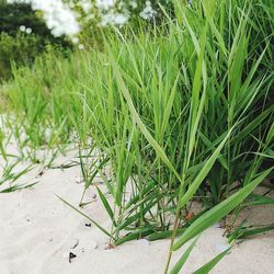 Close-up of fresh green plant in field