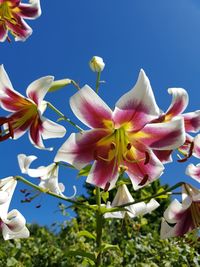 Close-up of flowering plant against blue sky