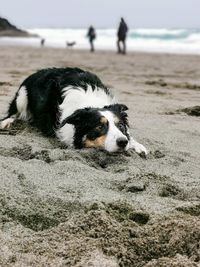 Dog relaxing on beach