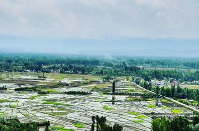 Scenic view of agricultural field