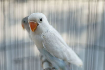 Close-up of parrots in cage