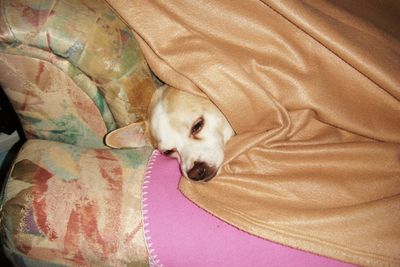 Close-up of puppy sleeping