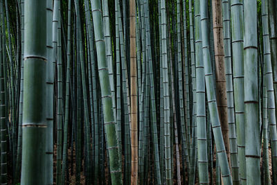 Full frame shot of bamboo trees in forest