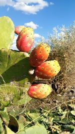 Close-up of prickly pear cactus
