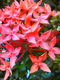 Close-up of red flowers blooming outdoors