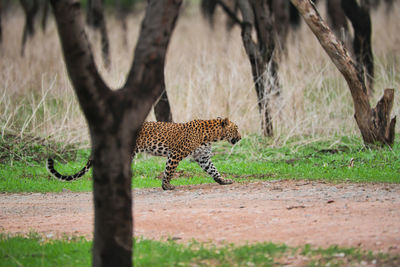 View of leopard in jhalana reserve
