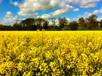 Scenic view of field against sky