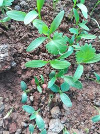 High angle view of plants growing on field