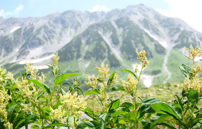 Scenic view of flowering plants against mountains