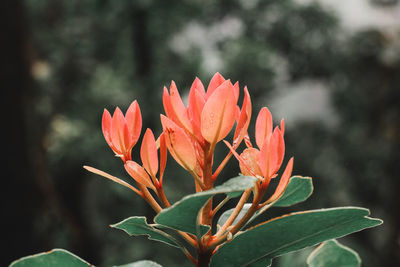 Close-up of orange flowering plant