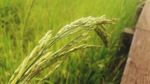 Close-up of wheat growing on field