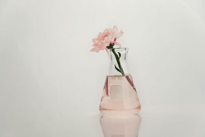 Close-up of pink flower in vase against white background