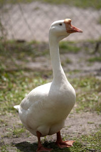 Close-up of duck on field