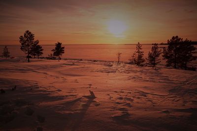 Silhouette trees on beach against sky during sunset