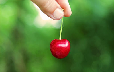 Close-up of hand holding red berries