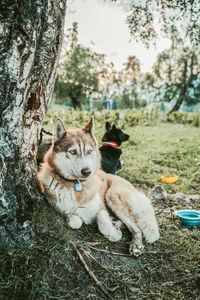 View of a dog resting on tree trunk