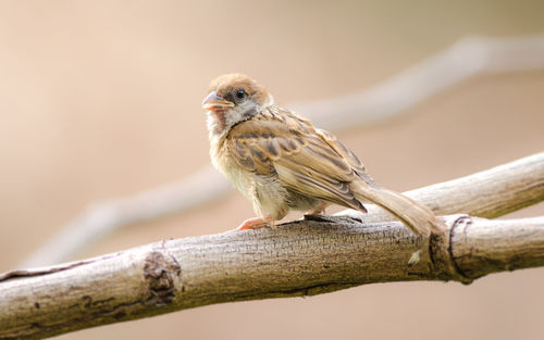 Close-up of sparrow perching on tree