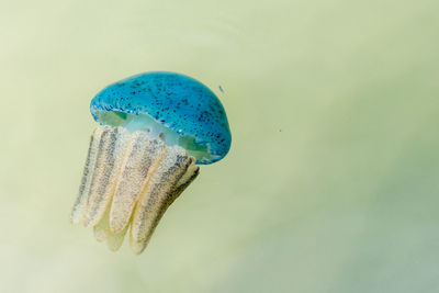 Close-up of blue background