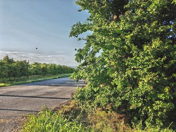 Road amidst trees against sky