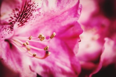 Macro shot of pink flowering plant