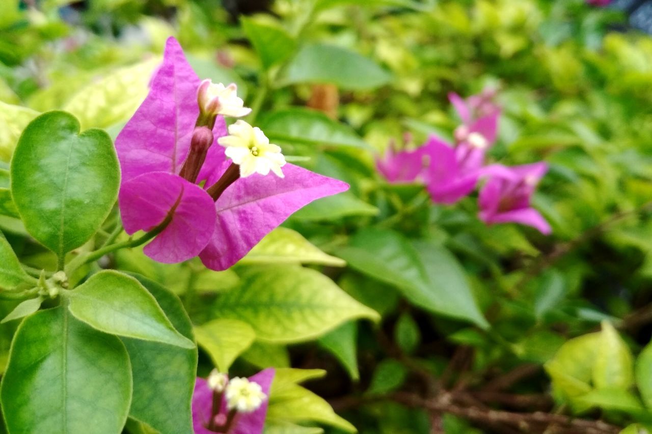 CLOSE-UP OF PINK ROSE PLANT