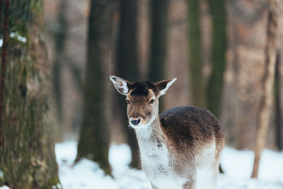 Portrait of deer