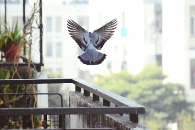 Seagull flying in sky