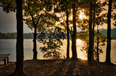 Trees by lake against sky