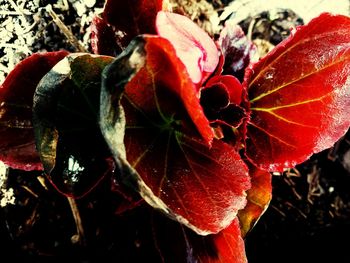 Close-up of red flower