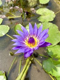 High angle view of purple water lily in pond