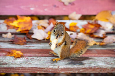 Close-up of squirrel eating food