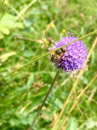 Close-up of honey bee on purple flower