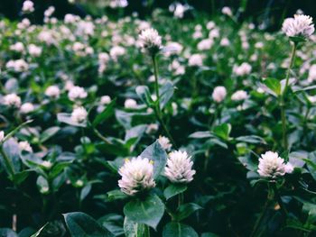Close-up of fresh flowers blooming in park